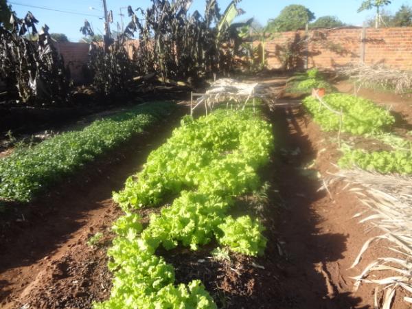 Fogo atinge bananal em Horta de Floriano.(Imagem:FlorianoNews)