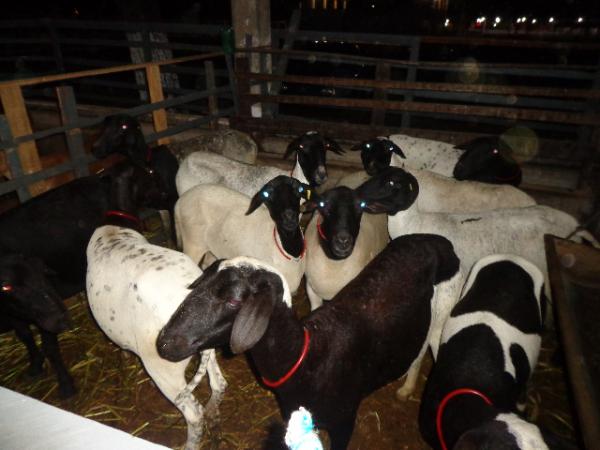 Parque de Exposições recebeu os primeiros animais para 43ª Feira Agropecuária de Floriano.(Imagem:FlorianoNews)