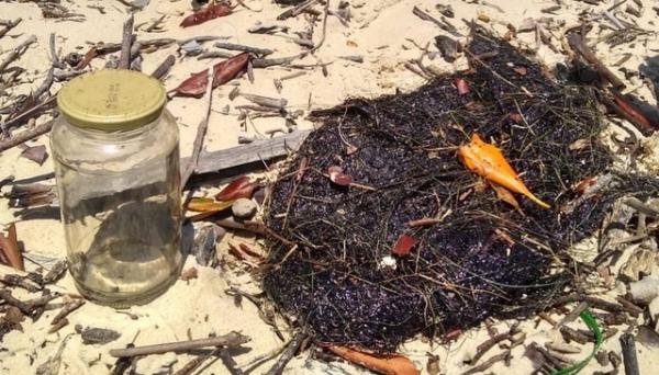 Óleo cru foi encontrado em capim-agulha, principal alimento do peixe-boi, na Praia da Lama (PI).(Imagem:Pesca Solidária da Comissão Ilha Ativa)