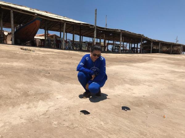 Manchas na Praia do Arrombado, no Piauí, foram localizadas por biólogos do Instituto Tartarugas do Delta ? Foto:(Imagem:Instituto Tartarugas do Delta)