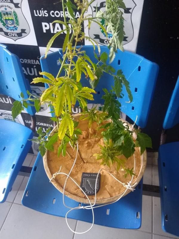 Polícia apreendeu pé de maconha com o suspeito, no Litoral do Piauí.(Imagem:Divulgação/PM)