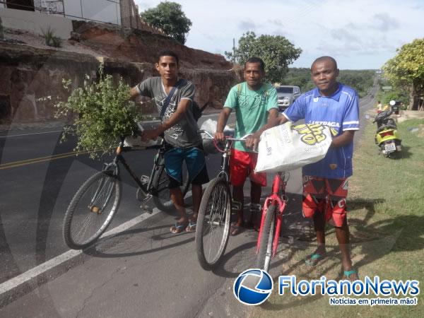 Florianenses mantém tradição de colher Alecrim na Sexta-feira Santa.(Imagem:FlorianoNews)