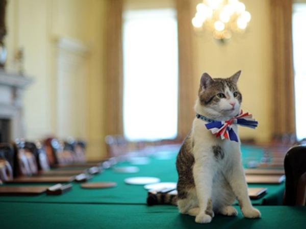 Larry, o 'gato oficial' da residência do premiê britânico, 'prova' gravata-borboleta com as cores do país, que vai usar na festa dada pelo primeiro-ministro para celebrar o casamen(Imagem:AFP)