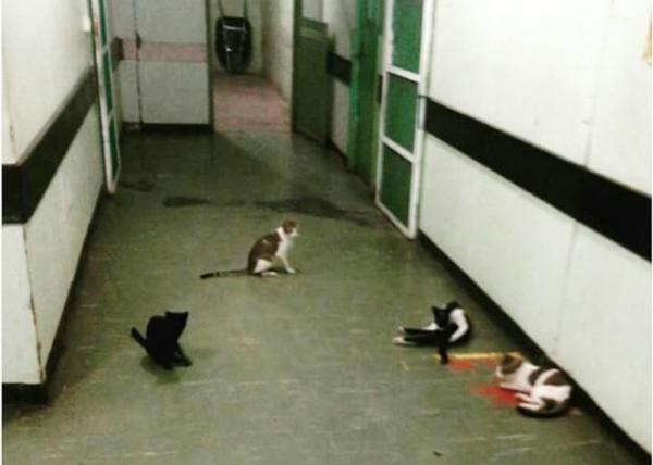 Gatos abandonados fazem morada em hospital público no Piauí.(Imagem:Cidadeverde.com)