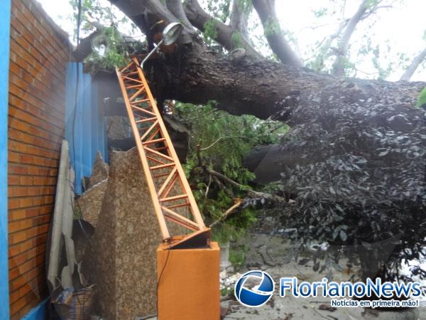 Chuva derruba árvore centenária em Floriano.(Imagem:FlorianoNews)