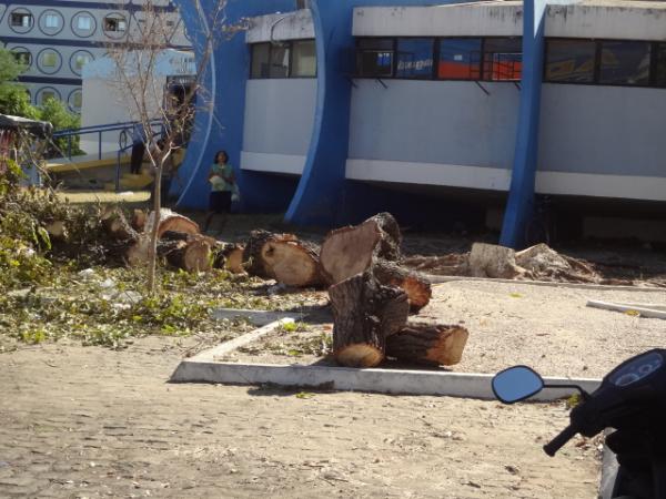 Árvore centenária é retirada do centro de Floriano.(Imagem:FlorianoNews)