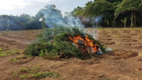 Plantação de maconha foi incinerada pelos policiais.(Imagem:Polícia Militar do Piauí)