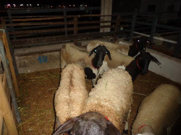 Parque de Exposições recebeu os primeiros animais para 43ª Feira Agropecuária de Floriano.(Imagem:FlorianoNews)