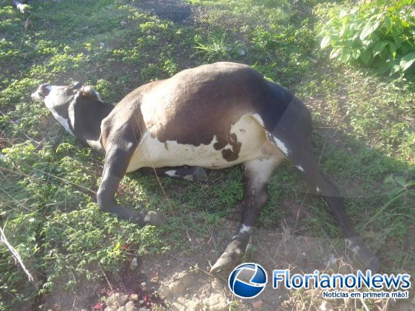 Animais invadem pista e causam acidente na BR-343 em Floriano.(Imagem:FlorianoNews)