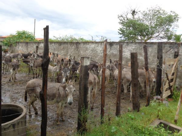 Polícia Rodoviária Federal recolheu animais em rodovias que cortam Floriano.(Imagem:FlorianoNews)