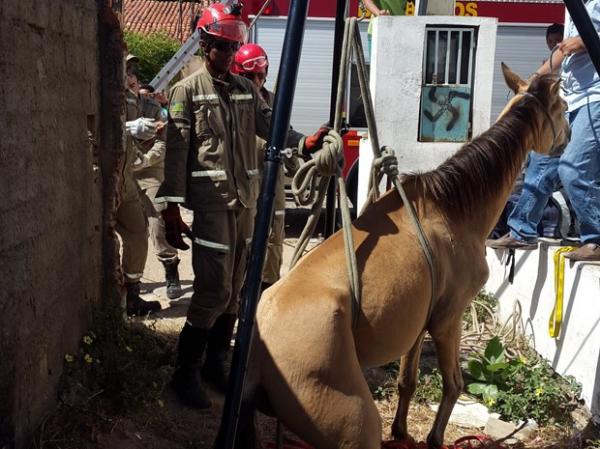 Cavalo caiu em buraco de mais de dois metros de profundidade.(Imagem:Divulgação/Corpo de Bombeiros)