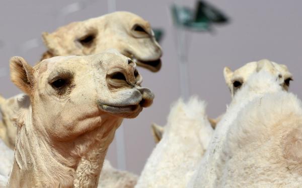 Camelos durante concurso de beleza no anual Festival de Camelos King Abdulaziz em Rumah, na Arábia Saudita, em foto de 2018(Imagem:Fayez Nureldine/AFP)