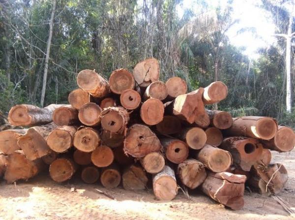 Operação apreende 25 toneladas de madeira ilegal em Teresina.(Imagem:Divulgação)