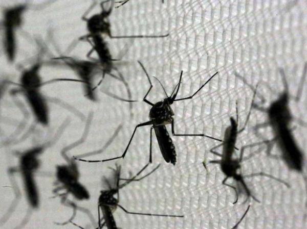 Aedes aegypti no laboratório da Oxitec, em Campinas.(Imagem:Paulo Whitaker/Reuters)