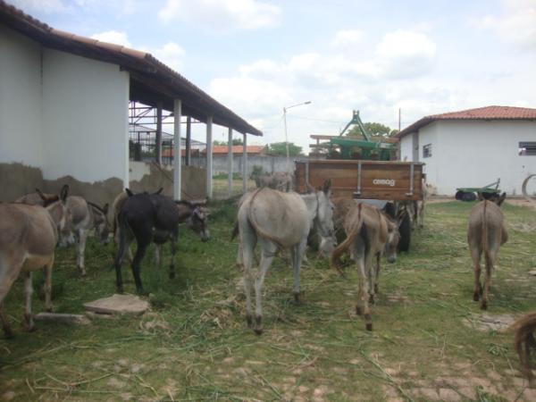 PRF e Centro de zoonoses apreendem animais nas rodovias da região de Floriano. (Imagem:FlorianoNews)