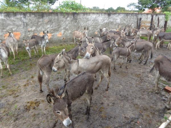 Polícia Rodoviária Federal recolheu animais em rodovias que cortam Floriano.(Imagem:FlorianoNews)