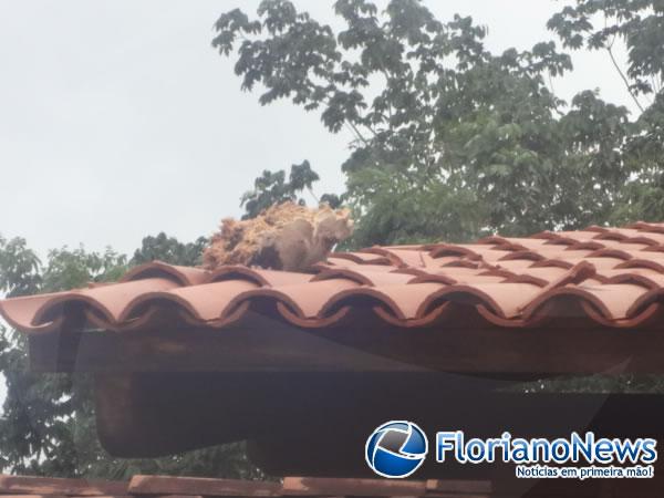  Raio atinge árvore e danifica residências em Floriano.(Imagem:FlorianoNews)