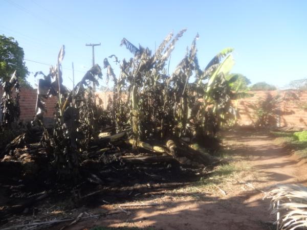 Fogo atinge bananal em Horta de Floriano.(Imagem:FlorianoNews)