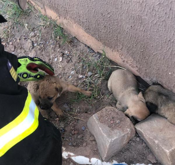 Filhotes foram resgatados durante incêndio em Picos.(Imagem:Divulgação/Corpo de Bombeiros)