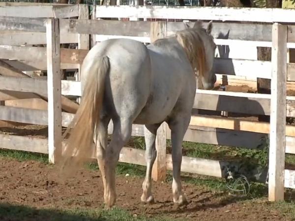 Doença de mormo atinge equinos.(Imagem:Reprodução/TVCA)