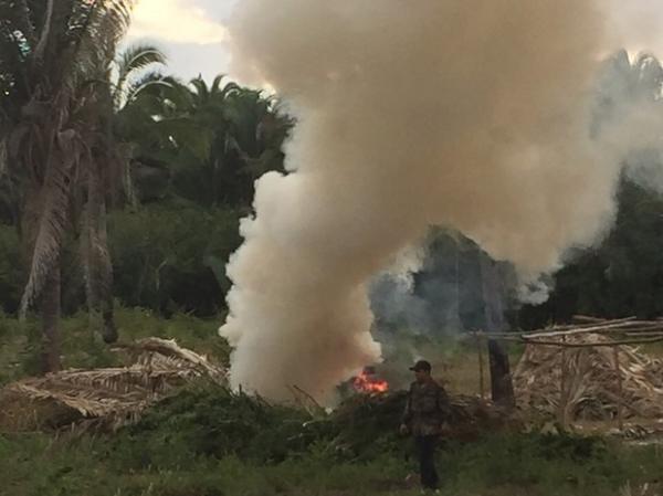 Parte da maconha apreendida foi incinerada em Miguel Leão.(Imagem:Divulgação/Polícia Civil)