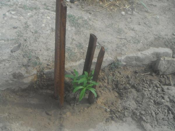 Voluntários realizam plantio de árvores na Avenida Fauzer Bucar.(Imagem:FlorianoNews)