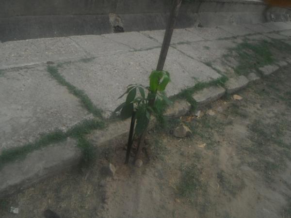 Voluntários realizam plantio de árvores na Avenida Fauzer Bucar.(Imagem:FlorianoNews)