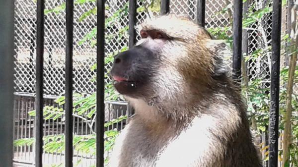 Cida, a nova moradora do Parque Zoobotânico de Teresina.(Imagem:Cidade Verde)