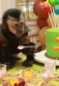 Twelves, macaco de Latino, em sua festa de aniversário.(Imagem: Celso Tavares / EGO)