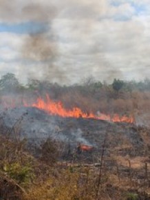 Fogo atingiu a mata e chamas se alastraram por quase 400 metros.(Imagem:Gilcilene Araújo/G1)