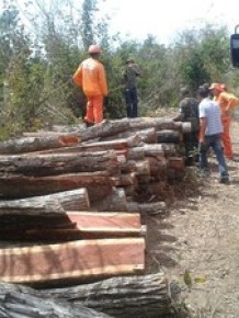 Extração ilegal de madeira acontecia na BR-343 em Teresina.(Imagem: Polícia Ambiental)