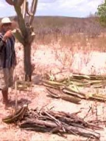 Planta semelhante ao cacto é a única fonte alimentar que restou.(Imagem:G1 PI)