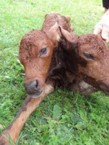 Veterinário diz que caso é considerado raro.(Imagem:Adilson do Nascimento/Arquivo Pessoal)