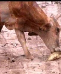 Criadores são obrigados a usar mandacaru para alimentar o gado.(Imagem:G1 PI)