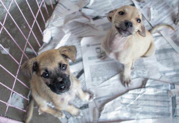 Animais para adoção na Associação Piauiense de Proteção e Amor aos Animais (APIPA), em Teresina (Imagem:Divulgação/ APIPA)