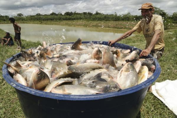 Sebrae realizará curso para piscicultores em Teresina.(Imagem:Cidadeverde.com)