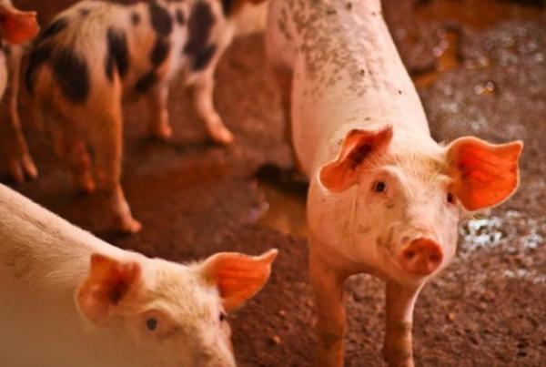 Ministério da Agricultura confirma foco de peste suína no Piauí.(Imagem:Divulgação)
