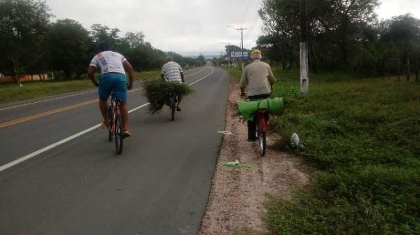 Florianenses mantém tradição de colher Alecrim na Sexta-feira Santa.(Imagem:FlorianoNews)