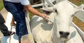 PI: 1,6 milhão de bovinos devem ser vacinados contra a febre aftosa.(Imagem:Divulgação)