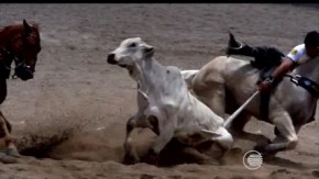 Para o órgão, a prática esportiva e cultural provoca maus tratos aos animais.(Imagem:G1 PI)