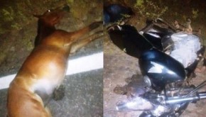 Mulher morre ao colidir com cavalo na PI 116 em Luís Correia.(Imagem:Portal do catita)
