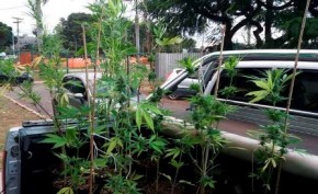 Polícia flagra plantação de maconha dentro da UnB.(Imagem:Polícia Civil)