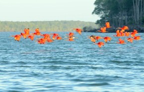 Revoada dos guarás no Delta do Parnaíba.(Imagem:Paulo Barros)