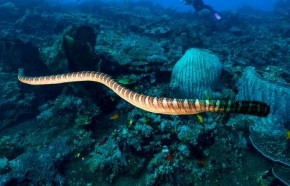 Homem morre no mar após ser picado por cobra mais venenosa do mundo.(Imagem:Ric Mais)