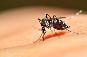 Piauí: começa hoje mobilização nacional de combate ao Aedes aegypti.(Imagem:Divulgação)