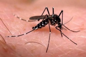 Piauí reduz em 72,5% os casos de dengue, mas chikungunya aumentam.(Imagem:Divulgação)