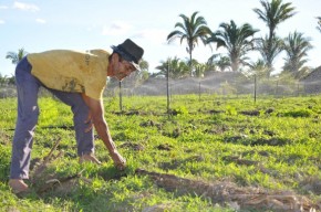 Programa Compra Direta da Agricultura Familiar será reativado em maio.(Imagem:Francisco Gilásio)