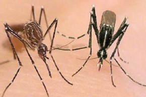 Aedes Aegypti e Aedes Albopictus(Imagem:Reprodução)
