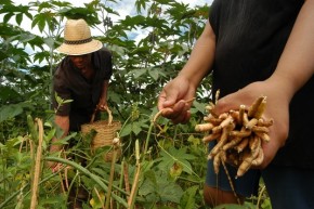 Portaria libera pagamento do Garantia Safra para mais 15 municípios piauienses.(Imagem:Divulgação)