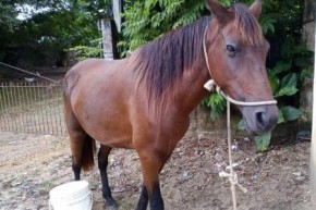 Idoso é preso após ser flagrado fazendo sexo com égua.(Imagem:Circuito Mato Grosso)